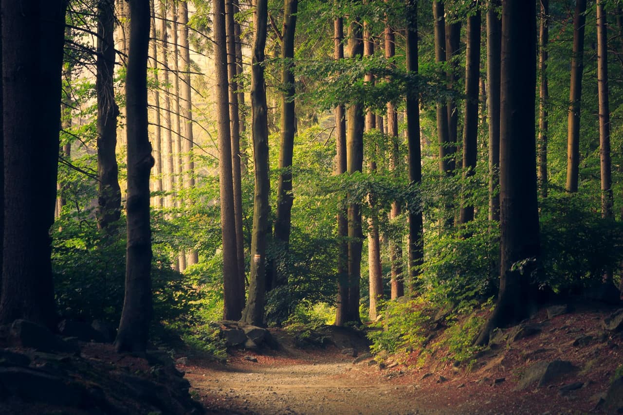 Sunlit forest path, representative trail environment rather than a specific listed trail.