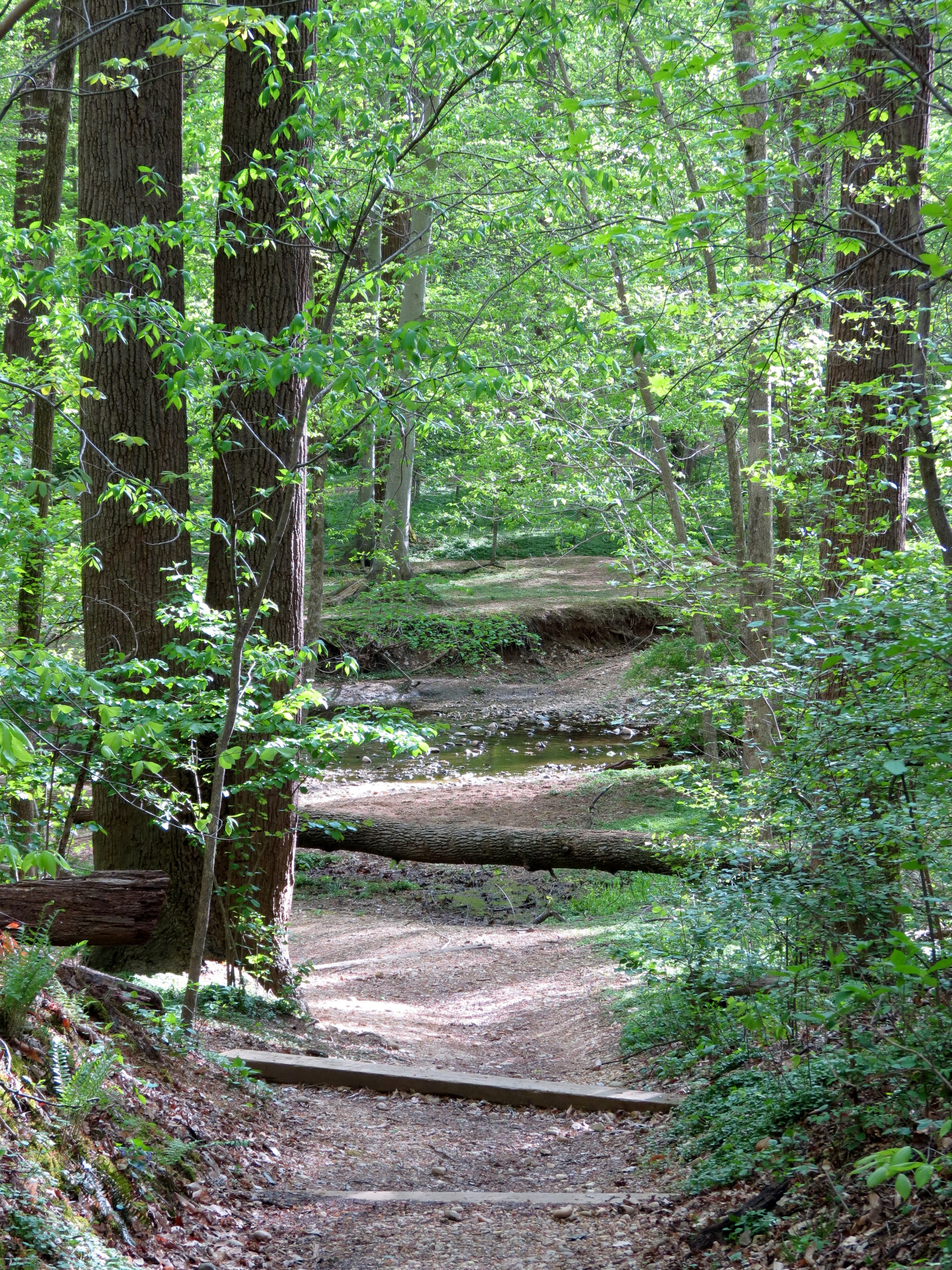 Wooded trail in Rock Creek Park representative of DC fort circle trail networks